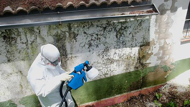 Mold Remediation service in Allendale, Allendale, MI